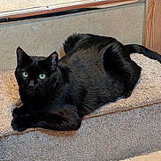 Salem is registered to the contest to win money with this photo: black_cat, cat, pet, animal, indoor, carpet, step, green_eyes, feline, resting, relaxed, fur, looking, floor, home, cozy, cute, whiskers, ears, tail