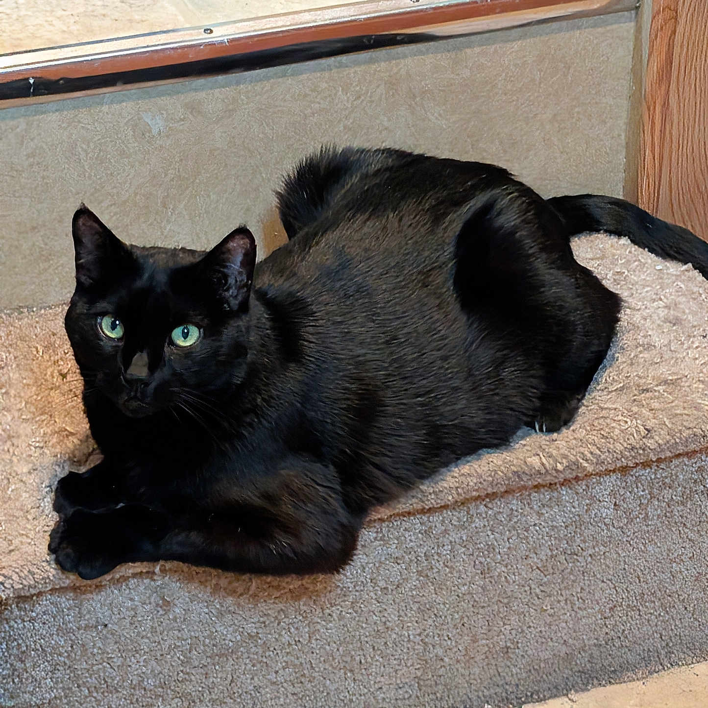 Salem is registered to the contest to win money with this photo: animal, black_cat, carpet, cat, cozy, cute, ears, feline, floor, fur, green_eyes, home, indoor, looking, pet, relaxed, resting, step, tail, whiskers