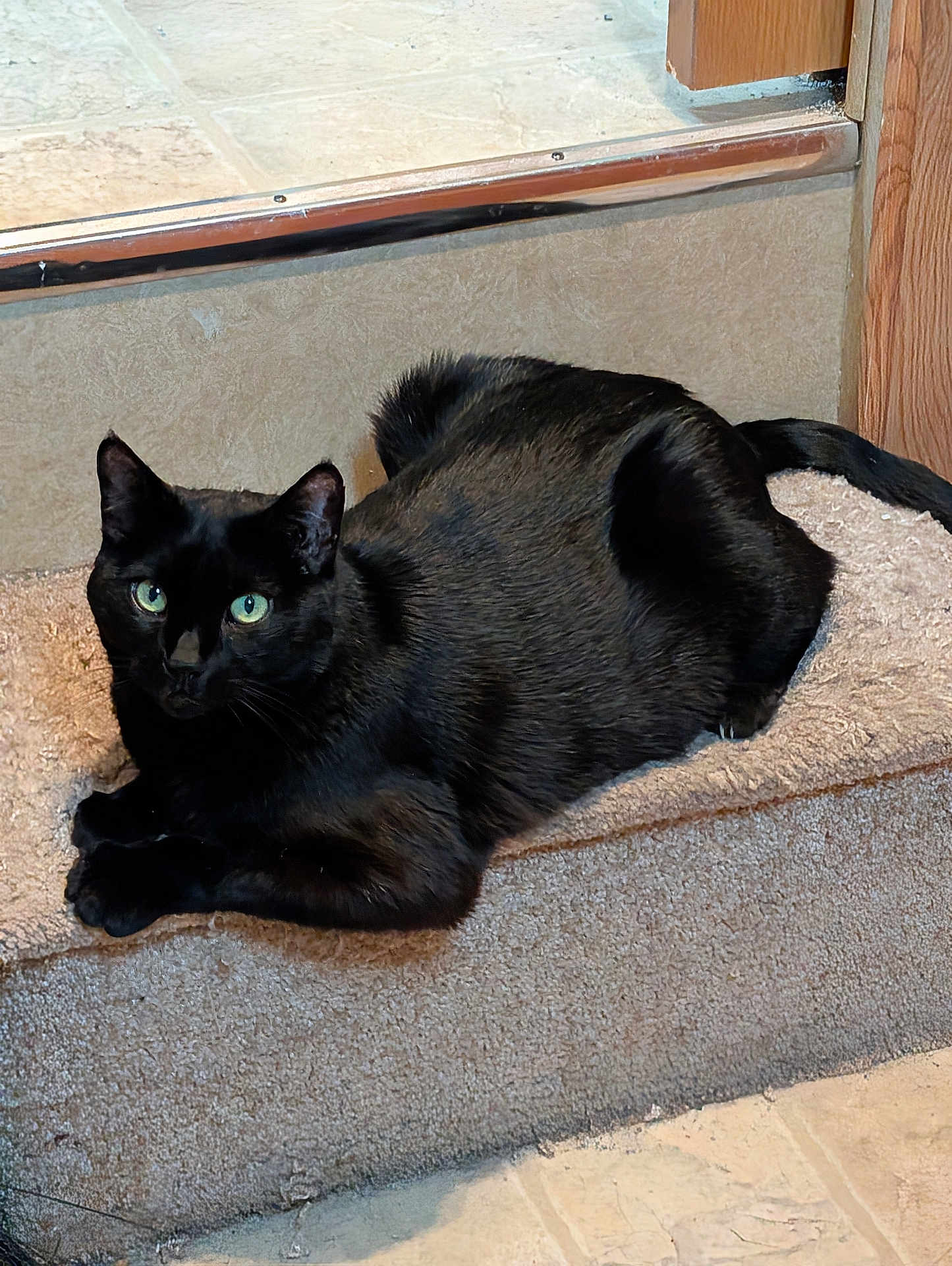 Salem is registered to the contest to win money with this photo: black_cat, cat, pet, animal, indoor, carpet, step, green_eyes, feline, resting, relaxed, fur, looking, floor, home, cozy, cute, whiskers, ears, tail
