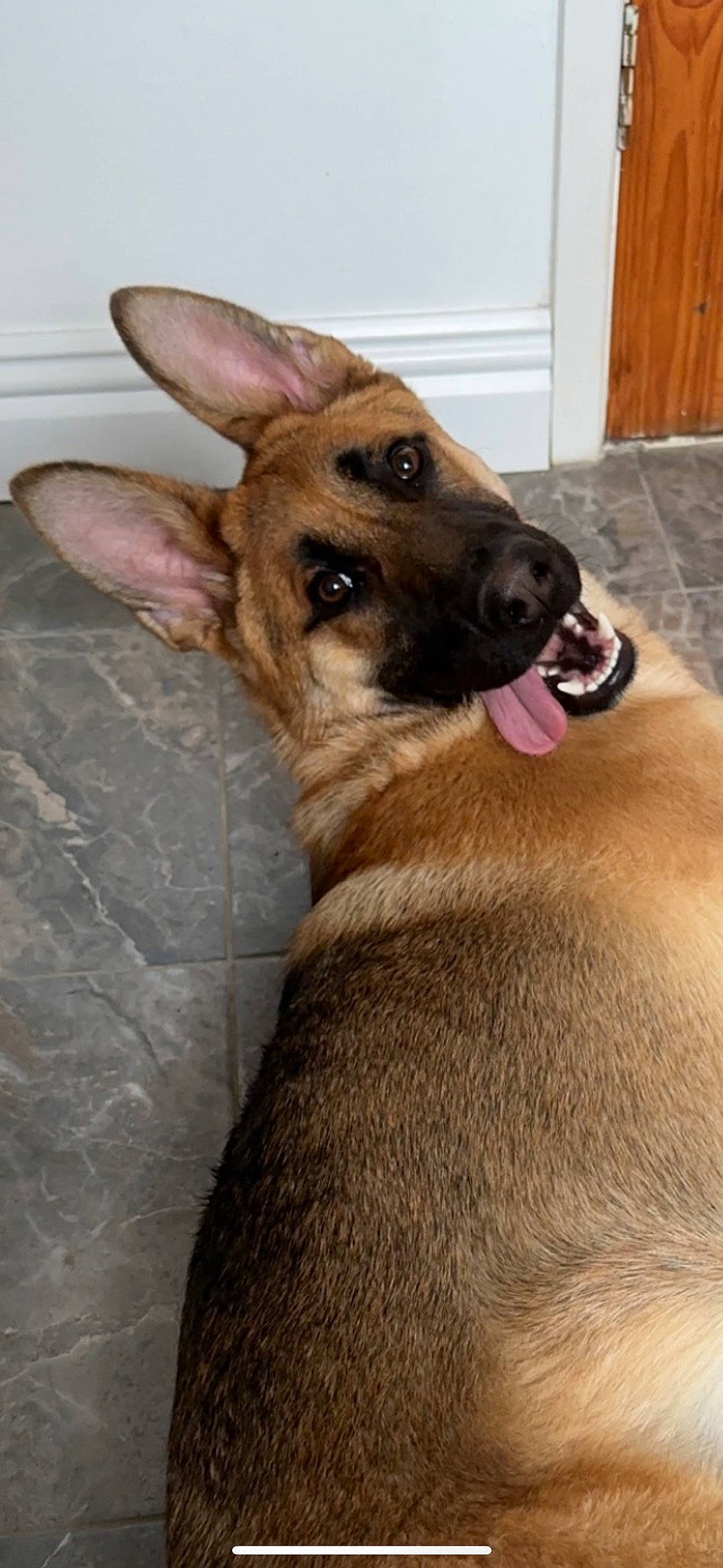 Diesel is registered to the contest to win money with this photo: canidae, carnivore, collar, companion_dog, dog, dog_breed, dog_supply, door, ear, fawn, flooring, fur, hardwood, liver, snout, sporting_group, terrestrial_animal, whiskers, wood, working_animal