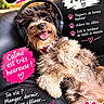 black_couch, brown_fur, cream_fur, cute, dog, fluffy, french_text, happy, headphones, indoors, paw_prints, pet, pink_hearts, portrait, puppy, scruffy_dog, smiling, sofa, text_overlay, tongue_out