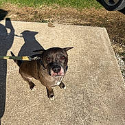 Pack joined the competition — help win amazing prizes! animal, black, brown, canine, car_tire, companion, curious, daylight, dog, grass, leash, looking_up, outdoor, pavement, pet, shadow, sidewalk, sunny, walking, white