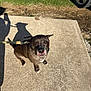 animal, black, brown, canine, car_tire, companion, curious, daylight, dog, grass, leash, looking_up, outdoor, pavement, pet, shadow, sidewalk, sunny, walking, white
