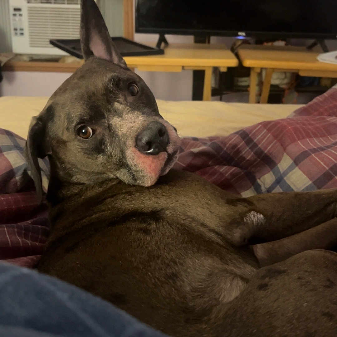Pack joined the competition — help win amazing prizes! animal, bed, blanket, brown_dog, cozy, curious, curtains, dog, domestic_animal, ear_up, furniture, home, indoor, living_room, looking_back, pet, relaxed, resting, television, window_ac_unit