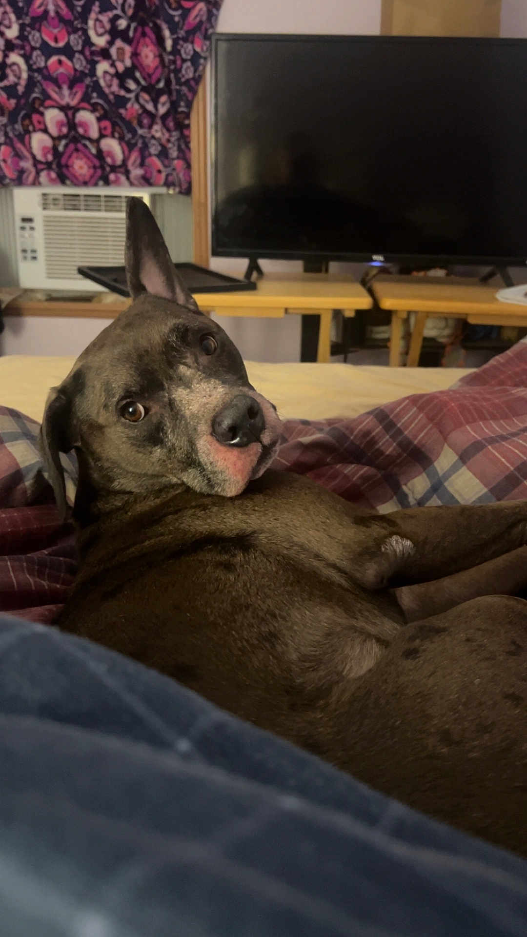 Pack joined the competition — help win amazing prizes! animal, bed, blanket, brown_dog, cozy, curious, curtains, dog, domestic_animal, ear_up, furniture, home, indoor, living_room, looking_back, pet, relaxed, resting, television, window_ac_unit