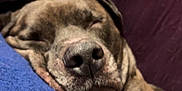 Pack is registered to the contest to win money with this photo: blue, calm, canine, close_up, closed_eyes, companion, cushion, dog, domestic_animal, face, fur, indoor, nose, pet, purple, relaxation, resting, sleeping, snout, soft_texture
