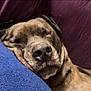 blue, calm, canine, close_up, closed_eyes, companion, cushion, dog, domestic_animal, face, fur, indoor, nose, pet, purple, relaxation, resting, sleeping, snout, soft_texture
