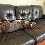 Pack is registered to the contest to win money with this photo: animal, blanket, brown_leather_couch, couch, dog, dog_lying_down, domestic_life, floor, furniture, home, indoor, lamp, pet, pillow, relaxing, resting, side_table, sleeping, spotted_dog, wood_floor