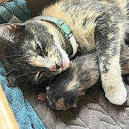 Jade is registered to the contest to win money with this photo: cat, kitten, animal, pet, feline, collar, sleeping, resting, cozy, indoor, towel, quilt, fur, whiskers, paw, cute, snuggling, closeup, mother_and_baby, domestic_animal