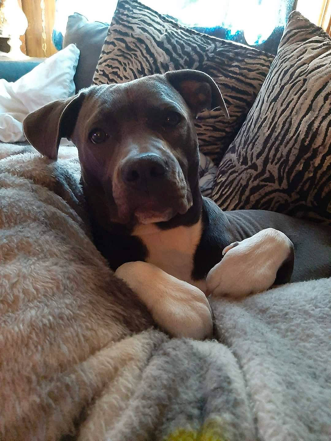 Khloe joined the competition — help win amazing prizes! canidae, carnivore, comfort, companion_dog, dog, dog_breed, ear, fawn, fur, guard_dog, liver, nap, non_sporting_group, snout, sporting_group, terrestrial_animal, whiskers, wood, working_animal, wrinkle