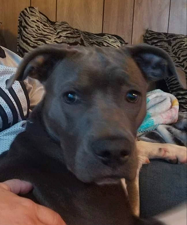 Khloe is registered to the contest to win money with this photo: canidae, carnivore, collar, comfort, companion_dog, dog, dog_breed, dog_collar, ear, fawn, fur, guard_dog, liver, non_sporting_group, pet_supply, selfie, snout, sporting_group, whiskers, working_animal