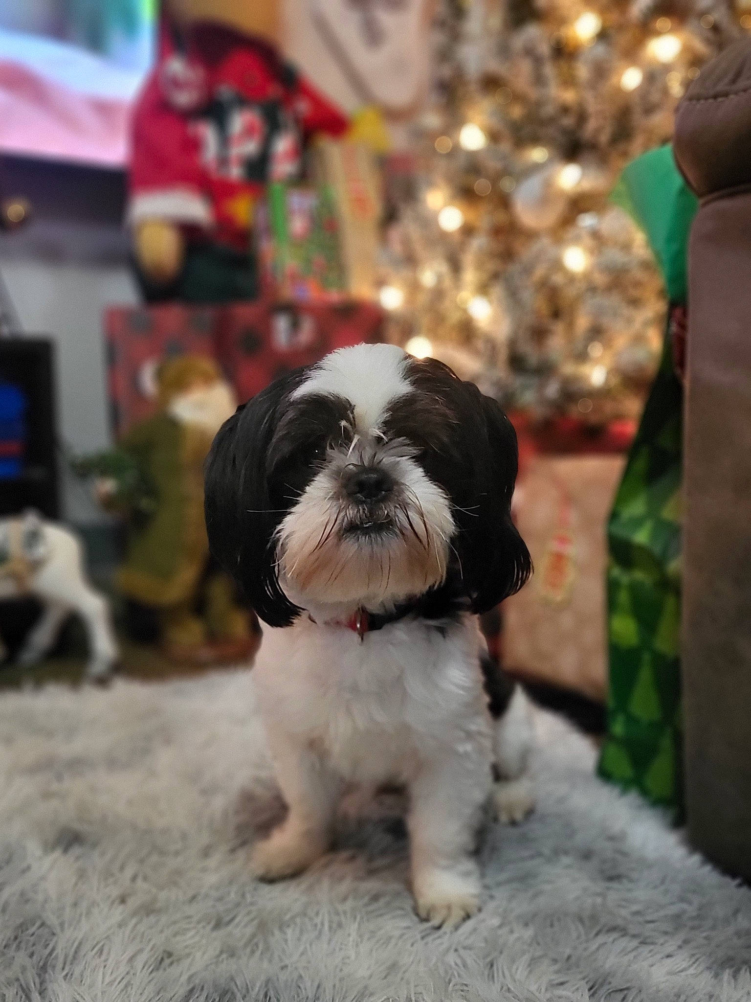 Parker joined the competition — help win amazing prizes! canidae, carnivore, christmas_tree, companion_dog, dog, dog_breed, event, fawn, fur, liver, maltepoo, non_sporting_group, puppy, shih_tzu, snout, sporting_group, terrestrial_animal, terrier, toy_dog