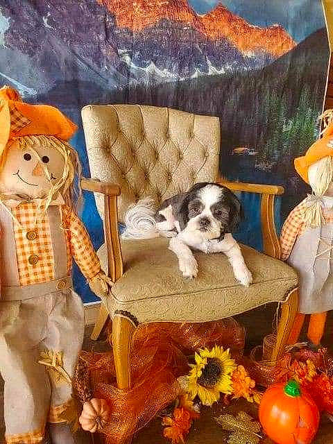 Parker joined the competition — help win amazing prizes! art, carnivore, chair, comfort, companion_dog, couch, dog, dog_breed, dog_supply, fawn, furniture, interior_design, living_room, mammal, painting, pillow, toy, vertebrate, wood, working_animal