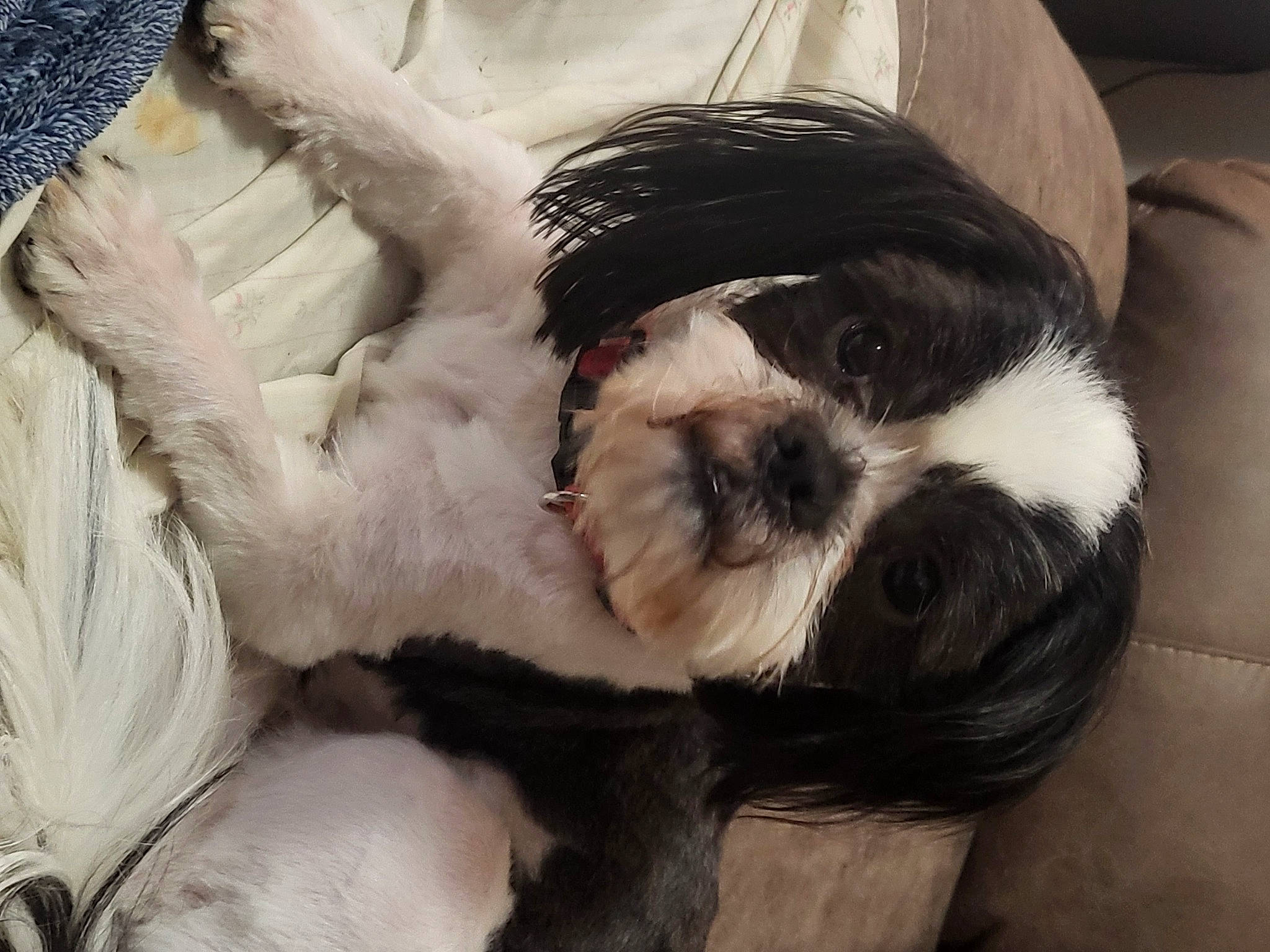 Parker is registered to the contest to win money with this photo: bored, canidae, carnivore, comfort, companion_dog, dog, dog_bed, dog_breed, fur, liver, mal_shi, maltepoo, shih_poo, shih_tzu, snout, sporting_group, terrestrial_animal, toy_dog, whiskers, working_animal