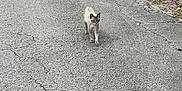 Loki is registered to the contest to win money with this photo: alone, animal, asphalt, cat, cracked_surface, daytime, fur, grass, grey, ground, mammal, nature, outdoor, path, pet, quiet, road, sidewalk, street, walking