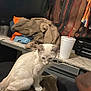 Loki joined the competition — help win amazing prizes! kitten, cat, white_cat, furniture, jacket, cup, fabric, indoor, curious, animal, pet, blue_eyes, table, cluttered, textile, domestic, young_cat, sitting, brown, white