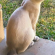 Loki is registered to the contest to win money with this photo: alert, animal, blue_eyes, cat, concrete, daylight, ears, feline, focus, fur, grass, mammal, nature, outdoor, pet, quiet, side_view, sitting, tail, whiskers