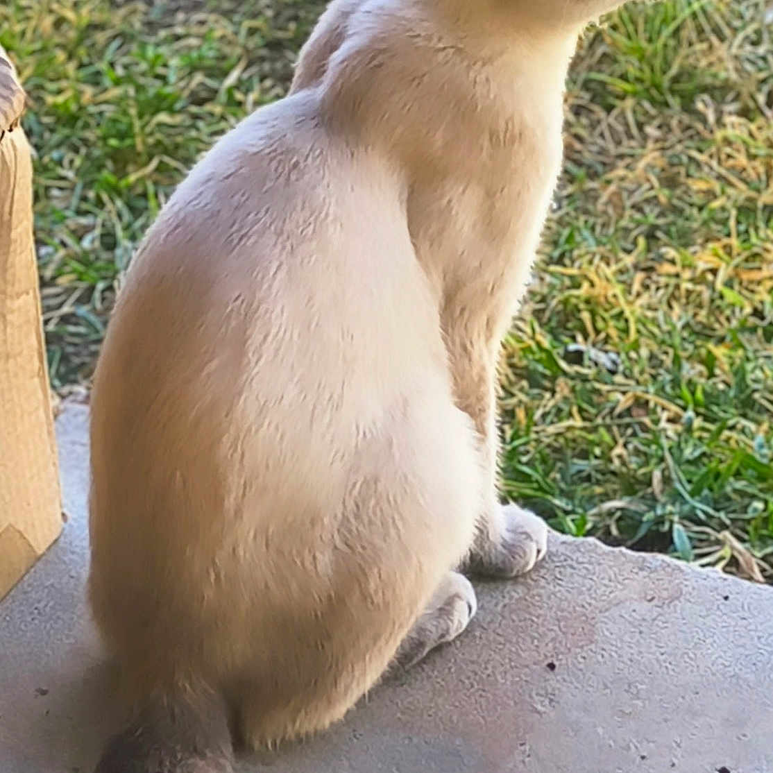 Loki is registered to the contest to win money with this photo: alert, animal, blue_eyes, cat, concrete, daylight, ears, feline, focus, fur, grass, mammal, nature, outdoor, pet, quiet, side_view, sitting, tail, whiskers