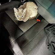 Loki is registered to the contest to win money with this photo: cat, animal, pet, car_seat, seatbelt, fur, indoor, looking_up, curious, light_fur, texture, vehicle_interior, seat, resting, mammal, whiskers, ears, eyes, domestic_animal, cozy