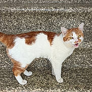 Tigrou a rejoint le concours — aidez-le/la à gagner de superbes lots ! cat, orange_and_white, stairs, meowing, pet, animal, outdoor, fur, whiskers, tail, alert, standing, stone, texture, pattern, domestic_cat, mammal, cute, eyes, expression