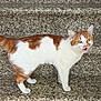 cat, orange_and_white, stairs, meowing, pet, animal, outdoor, fur, whiskers, tail, alert, standing, stone, texture, pattern, domestic_cat, mammal, cute, eyes, expression