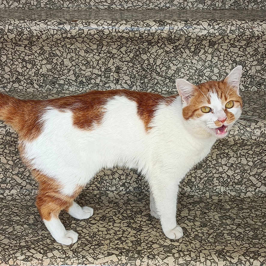 Tigrou