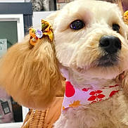 Royal joined the competition — help win amazing prizes! dog, pet, fluffy, ears, bow, bandana, close_up, indoor, cute, mammal, animal, groomed, fur, nose, face, domestic_animal, companion, adorable, portrait, canine