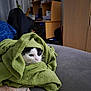 cat, towel, couch, indoor, furniture, black_and_white, pet, cozy, blanket, resting, animal, face, home, computer, desk, plant, curtains, chair, sitting, relaxed