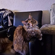 Sakura a rejoint le concours — aidez-le/la à gagner de superbes lots ! cat, fluffy, indoor, chair, black_leather, feline, scratching_post, jacket, wall_texture, curious, pet, animal, fur, whiskers, relaxed, domestic, cozy, looking_at_camera, sitting, furniture