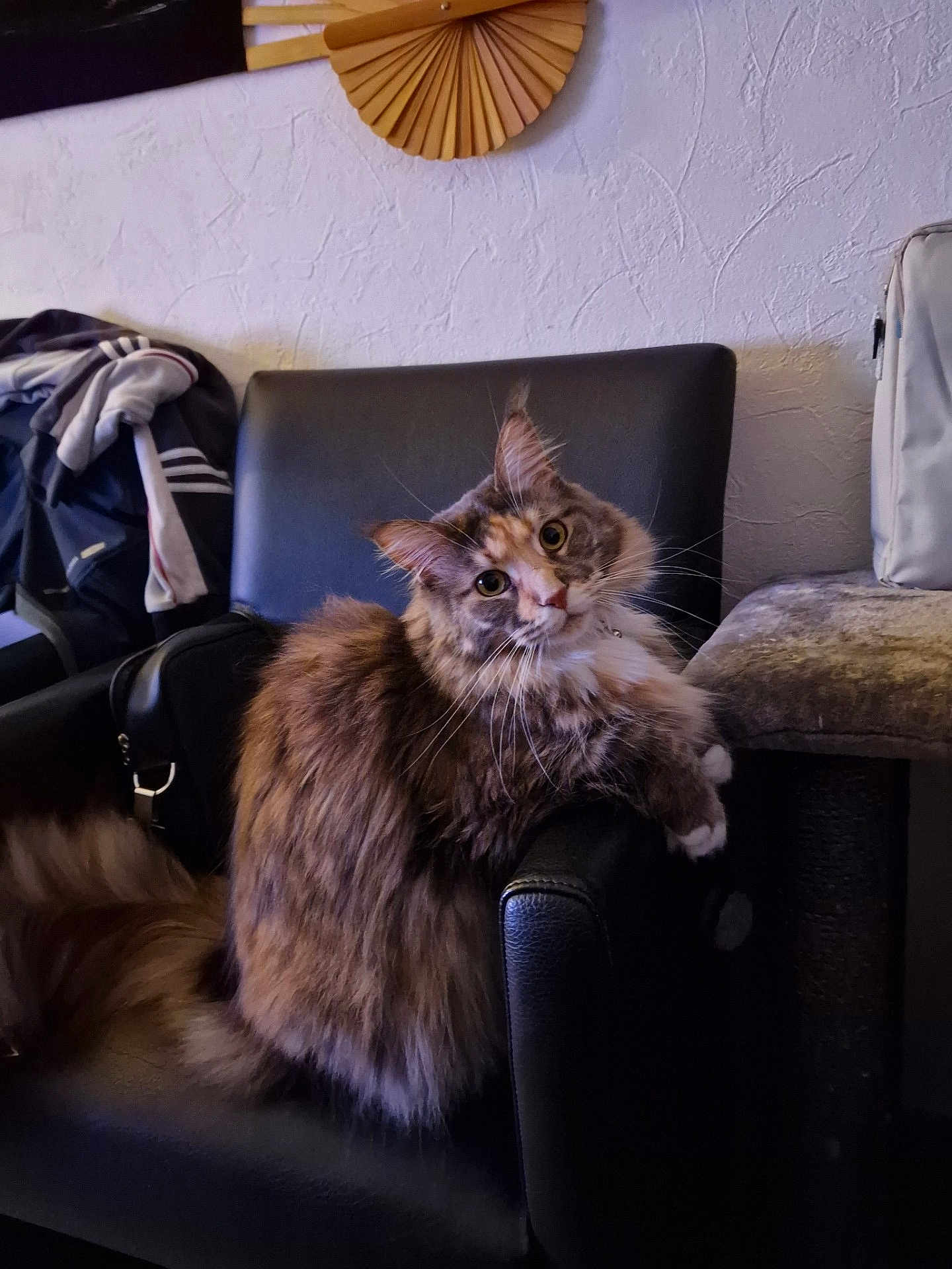 Sakura a rejoint le concours — aidez-le/la à gagner de superbes lots ! cat, fluffy, indoor, chair, black_leather, feline, scratching_post, jacket, wall_texture, curious, pet, animal, fur, whiskers, relaxed, domestic, cozy, looking_at_camera, sitting, furniture