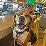 dog, beagle, pet, animal, indoor, bar, counter, chair, leash, happy, tongue_out, smiling, people, restaurant, lights, wood, table, casual, background, seated