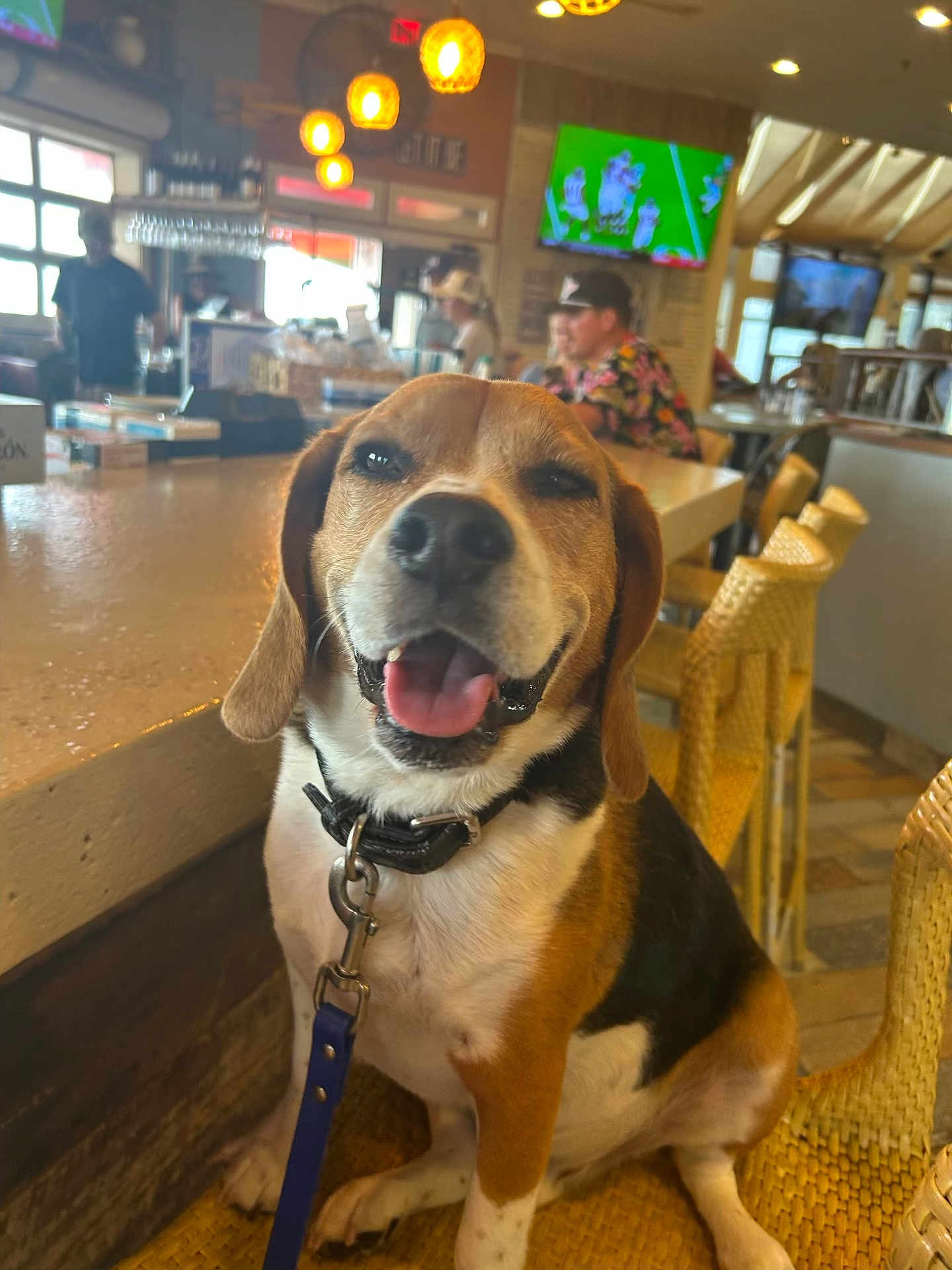Axl Rose is registered to the contest to win money with this photo: dog, beagle, pet, animal, indoor, bar, counter, chair, leash, happy, tongue_out, smiling, people, restaurant, lights, wood, table, casual, background, seated