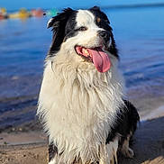 Loky a rejoint le concours — aidez-le/la à gagner de superbes lots ! dog, beach, sand, water, lake, blue_sky, tongue_out, happy, outdoor, animal, pet, fur, black_and_white, wet_fur, nature, sunny, daytime, canine, portrait, smiling