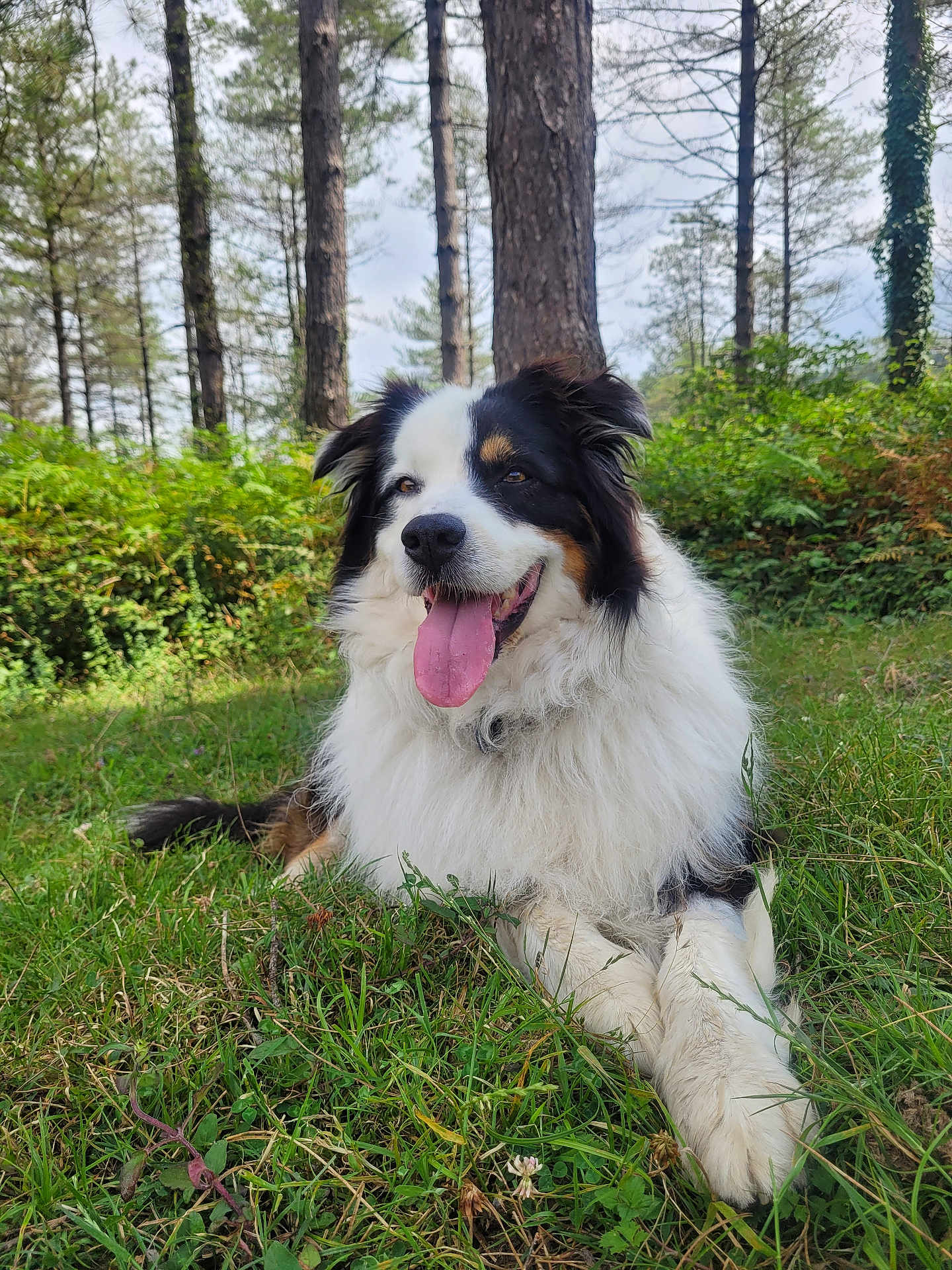 Loky
