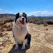 Loky a rejoint le concours — aidez-le/la à gagner de superbes lots ! animal, black_and_white, canine, daylight, desert, dog, ears, friendly, fur, happy, landscape, nature, outdoor, pet, portrait, sitting, sky, sunny, tongue_out, trail
