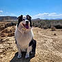 Loky a rejoint le concours — aidez-le/la à gagner de superbes lots ! dog, outdoor, animal, pet, happy, tongue_out, desert, sky, sunny, nature, trail, fur, black_and_white, canine, portrait, sitting, daylight, landscape, friendly, ears