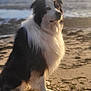 dog, beach, sand, sea, ocean, clouds, sunlight, outdoor, pet, fluffy, black_and_white, sitting, canine, nature, coast, water, sky, animal, sunset, relaxing