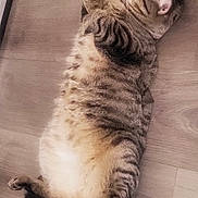 Taffy joined the competition — help win amazing prizes! animal, cat, cute, domestic_cat, floor, fluffy, fur, indoor, lying_down, mammal, paws, pet, relaxed, resting, sleepy, striped, tabby, tail, whiskers, wooden_floor