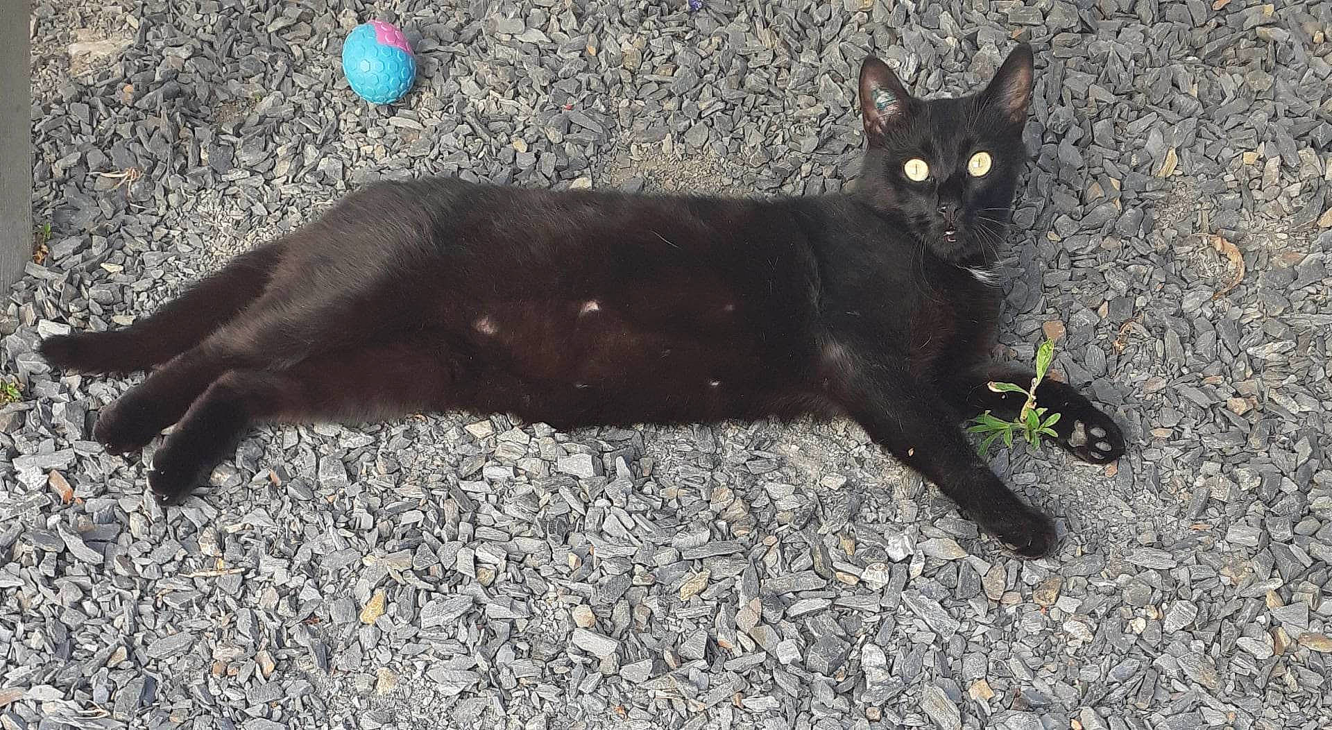 Philou participe au concours pour gagner de l'argent avec cette photo : asphalt, balloon, black_cat, bombay, carnivore, cat, domestic_short_haired_cat, electric_blue, felidae, fur, grass, paw, road_surface, shadow, small_to_medium_sized_cats, snout, tail, terrestrial_animal, tree, whiskers