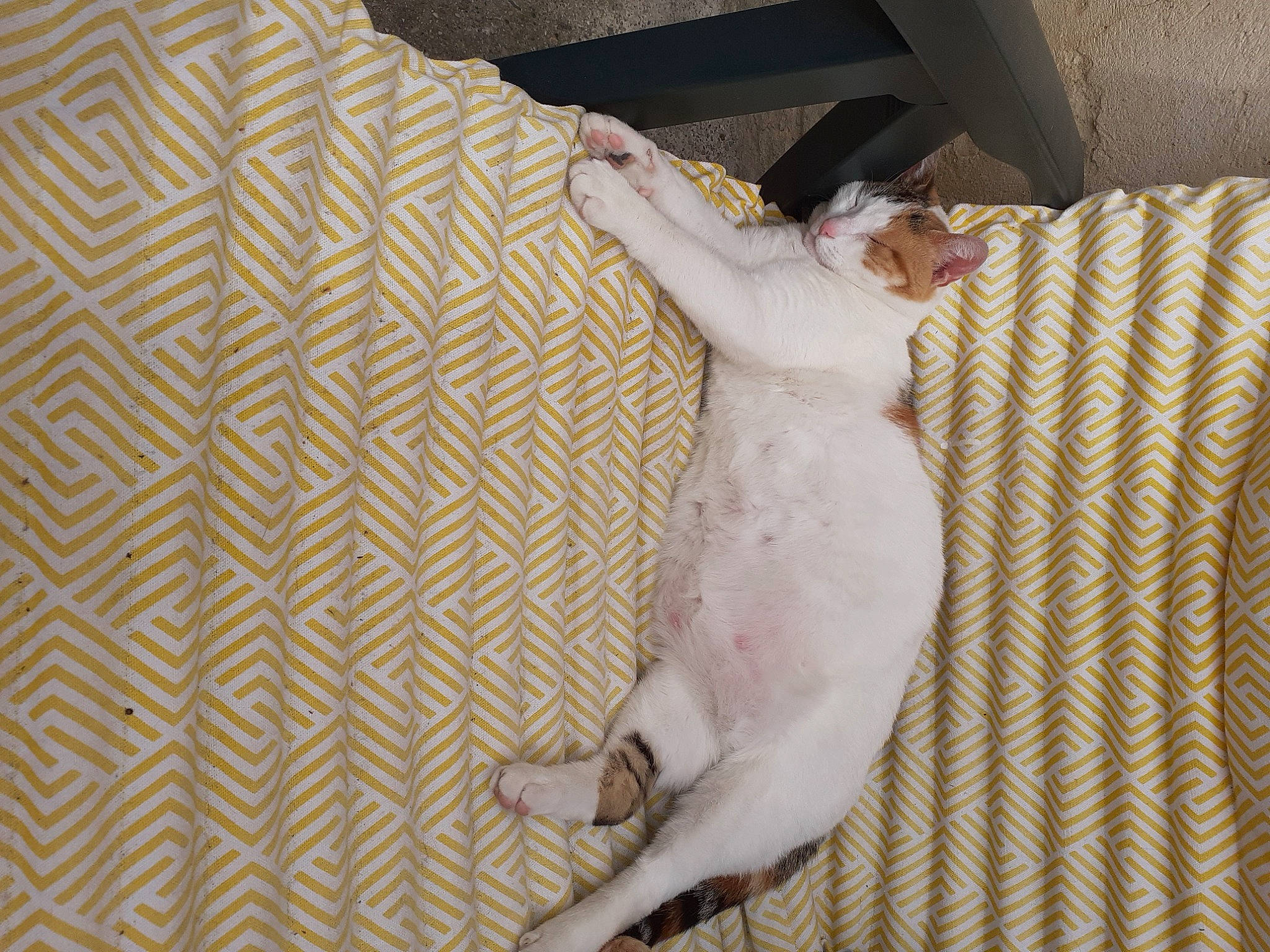 Mimine participe au concours pour gagner de l'argent avec cette photo : carnivore, comfort, companion_dog, couch, dog_breed, domestic_short_haired_cat, fawn, felidae, flooring, fur, hardwood, linens, paw, room, small_to_medium_sized_cats, snout, sporting_group, tail, whiskers, wood