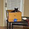 Garnet Marie joined the competition — help win amazing prizes! cat, cardboard_box, table, indoor, black_and_white, pet, curious, window_blinds, door, carpet, home, furniture, box, animal, domestic, resting, looking, cozy, living_space, curiosity