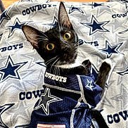 Garnet Marie is registered to the contest to win money with this photo: cat, tuxedo_cat, dallas_cowboys, jersey, blanket, sports_fan, pet, whiskers, black_and_white, wide_eyes, curious, indoor, portrait, feline, fabric, logo, team_spirit, cute, animal, resting