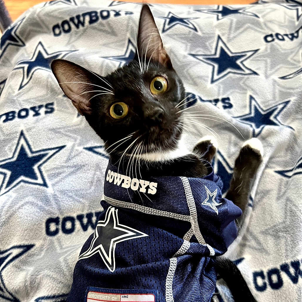 Garnet Marie is registered to the contest to win money with this photo: cat, tuxedo_cat, dallas_cowboys, jersey, blanket, sports_fan, pet, whiskers, black_and_white, wide_eyes, curious, indoor, portrait, feline, fabric, logo, team_spirit, cute, animal, resting