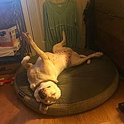 Sugar Rose is registered to the contest to win money with this photo: animal, bedroom, calm, casual, clothing, collar, comfortable, cozy, dog, dog_bed, domestic, furniture, indoor, lying_down, pet, relaxed, resting, sleeping, spotted, wood_floor