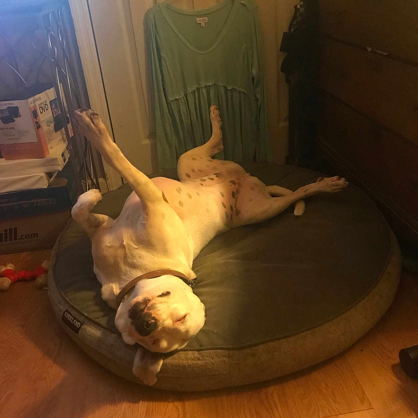 Sugar Rose is registered to the contest to win money with this photo: animal, bedroom, calm, casual, clothing, collar, comfortable, cozy, dog, dog_bed, domestic, furniture, indoor, lying_down, pet, relaxed, resting, sleeping, spotted, wood_floor