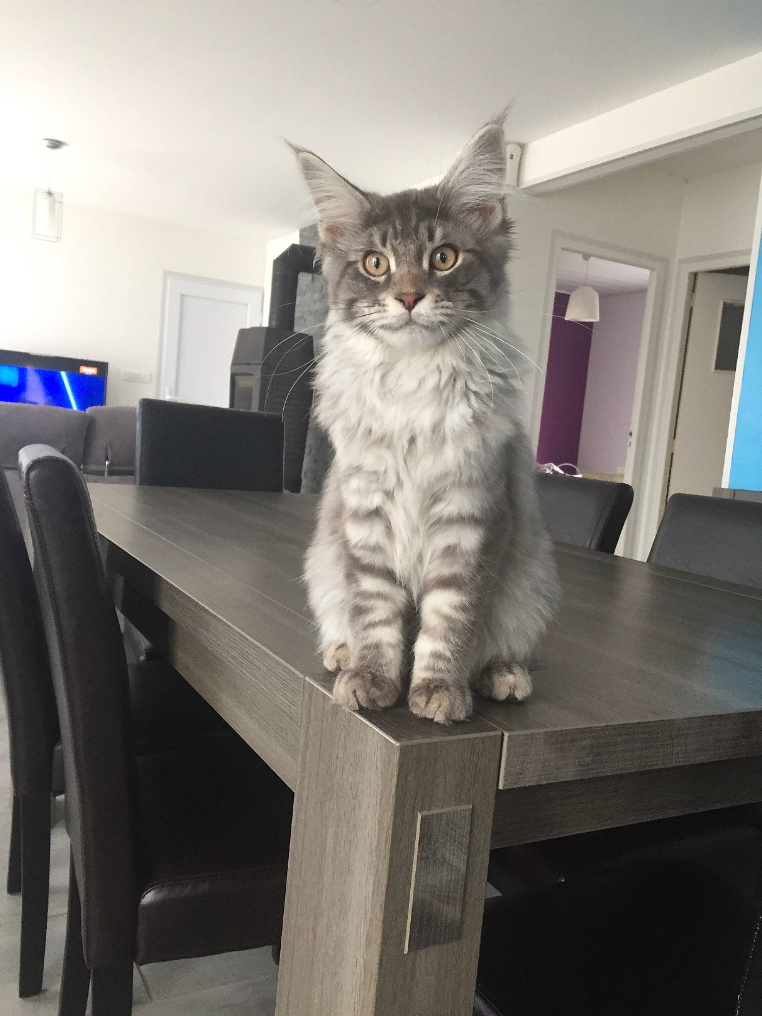 Phoenix participe au concours pour gagner de l'argent avec cette photo : asian, asian_semi_longhair, british_semi_longhair, carnivore, cat, domestic_long_haired_cat, fawn, felidae, fur, kitten, maine_coon, mammal, norwegian_forest_cat, pixie_bob, polydactyl_cat, siberian, small_to_medium_sized_cats, tabby_cat, vertebrate, whiskers