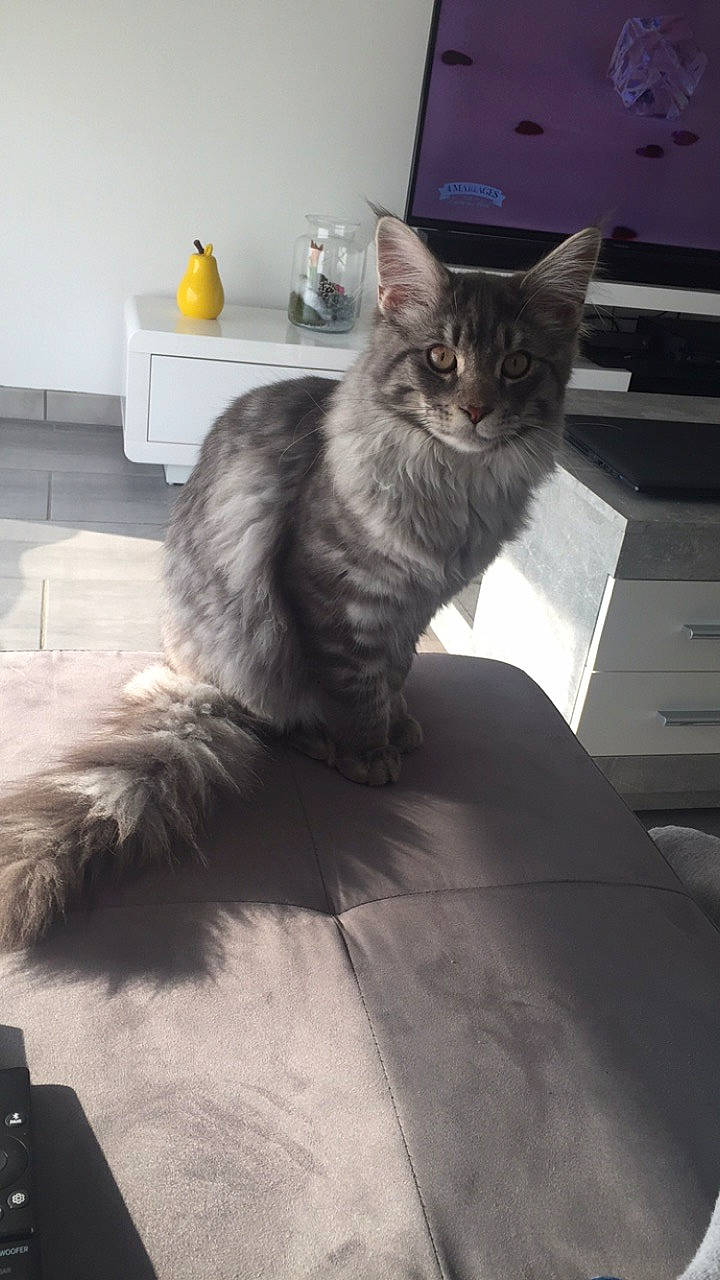 Phoenix participe au concours pour gagner de l'argent avec cette photo : asian_semi_longhair, british_semi_longhair, carnivore, cat, domestic_long_haired_cat, domestic_short_haired_cat, european_shorthair, felidae, fur, kitten, maine_coon, mammal, nebelung, norwegian_forest_cat, ragamuffin, siberian, small_to_medium_sized_cats, tabby_cat, tail, whiskers