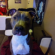 Ruben participe au concours pour gagner de l'argent avec cette photo : blanket, brown, canine, clock, close_up, cozy, curious, curtain, cushion, dog, furniture, hat, home, indoor, living_room, pet, portrait, remote_control, sofa, white