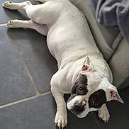 Bella participe au concours pour gagner de l'argent avec cette photo : dog, white_dog, black_patches, lying_down, floor, tile_floor, indoor, pet, canine, looking_up, curious, ears, paws, nails, close_up, animal, resting, companion, cute, domestic