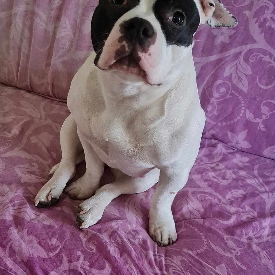Bella